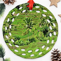 Greenery Paddy Fields Rice Crops Round Filigree Ornament (two Sides) by Nexatart