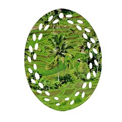 Greenery Paddy Fields Rice Crops Ornament (oval Filigree) by Nexatart