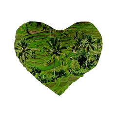 Greenery Paddy Fields Rice Crops Standard 16  Premium Heart Shape Cushions by Nexatart