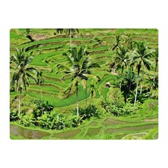 Greenery Paddy Fields Rice Crops Double Sided Flano Blanket (mini)  by Nexatart