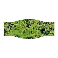 Greenery Paddy Fields Rice Crops Stretchable Headband by Nexatart