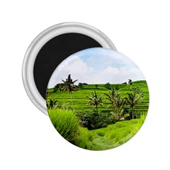 Bali Rice Terraces Landscape Rice 2 25  Magnets by Nexatart