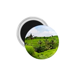 Bali Rice Terraces Landscape Rice 1 75  Magnets by Nexatart