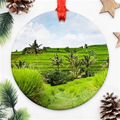 Bali Rice Terraces Landscape Rice Ornament (round) by Nexatart