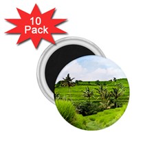 Bali Rice Terraces Landscape Rice 1 75  Magnets (10 Pack)  by Nexatart