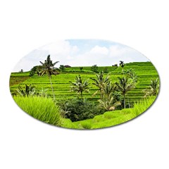 Bali Rice Terraces Landscape Rice Oval Magnet by Nexatart