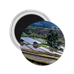 Rice Terrace Rice Fields 2 25  Magnets by Nexatart