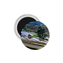 Rice Terrace Rice Fields 1 75  Magnets by Nexatart