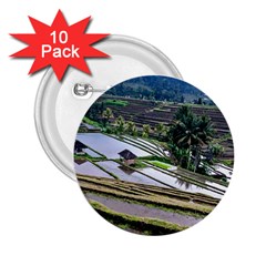 Rice Terrace Rice Fields 2 25  Buttons (10 Pack)  by Nexatart