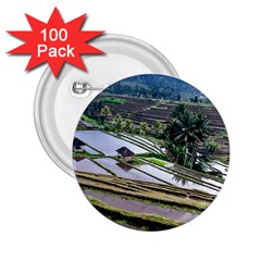 Rice Terrace Rice Fields 2 25  Buttons (100 Pack)  by Nexatart