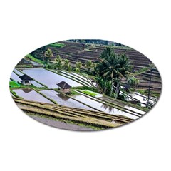 Rice Terrace Rice Fields Oval Magnet by Nexatart