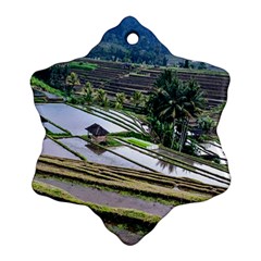 Rice Terrace Rice Fields Ornament (snowflake) by Nexatart