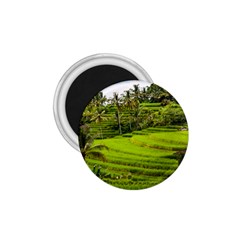 Rice Terrace Terraces 1 75  Magnets by Nexatart