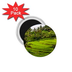 Rice Terrace Terraces 1 75  Magnets (10 Pack)  by Nexatart