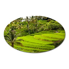 Rice Terrace Terraces Oval Magnet by Nexatart