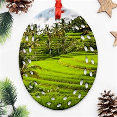 Rice Terrace Terraces Ornament (oval Filigree) by Nexatart