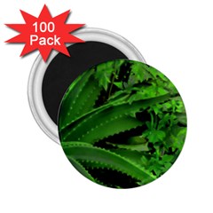 Vivid Tropical Design 2 25  Magnets (100 Pack) 