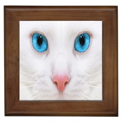 Beautiful White Face Cat Animals Blue Eye Framed Tiles by Mariart