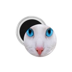 Beautiful White Face Cat Animals Blue Eye 1 75  Magnets