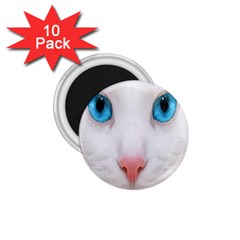 Beautiful White Face Cat Animals Blue Eye 1 75  Magnets (10 Pack) 