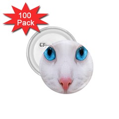 Beautiful White Face Cat Animals Blue Eye 1 75  Buttons (100 Pack) 