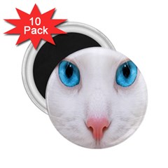 Beautiful White Face Cat Animals Blue Eye 2 25  Magnets (10 Pack) 