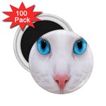 Beautiful White Face Cat Animals Blue Eye 2.25  Magnets (100 pack)  Front