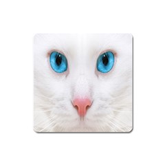 Beautiful White Face Cat Animals Blue Eye Square Magnet by Mariart