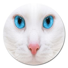 Beautiful White Face Cat Animals Blue Eye Magnet 5  (round) by Mariart