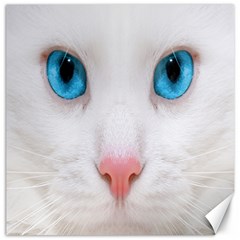 Beautiful White Face Cat Animals Blue Eye Canvas 12  X 12  