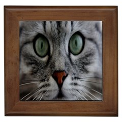 Cat Face Eyes Gray Fluffy Cute Animals Framed Tiles by Mariart