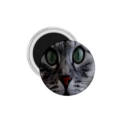 Cat Face Eyes Gray Fluffy Cute Animals 1 75  Magnets