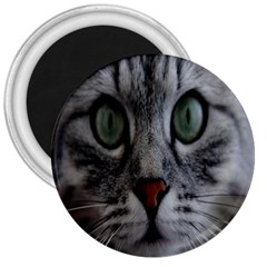 Cat Face Eyes Gray Fluffy Cute Animals 3  Magnets by Mariart