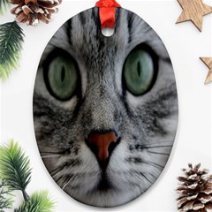 Cat Face Eyes Gray Fluffy Cute Animals Ornament (oval)