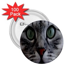 Cat Face Eyes Gray Fluffy Cute Animals 2 25  Buttons (100 Pack) 