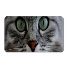 Cat Face Eyes Gray Fluffy Cute Animals Magnet (rectangular)