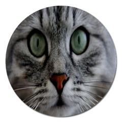 Cat Face Eyes Gray Fluffy Cute Animals Magnet 5  (round) by Mariart