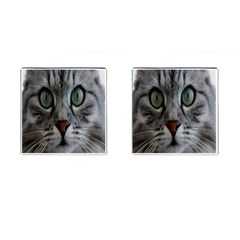 Cat Face Eyes Gray Fluffy Cute Animals Cufflinks (square)