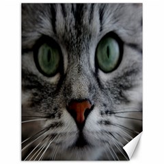 Cat Face Eyes Gray Fluffy Cute Animals Canvas 12  X 16  