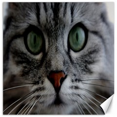 Cat Face Eyes Gray Fluffy Cute Animals Canvas 20  X 20   by Mariart