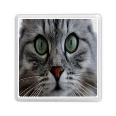 Cat Face Eyes Gray Fluffy Cute Animals Memory Card Reader (square) 