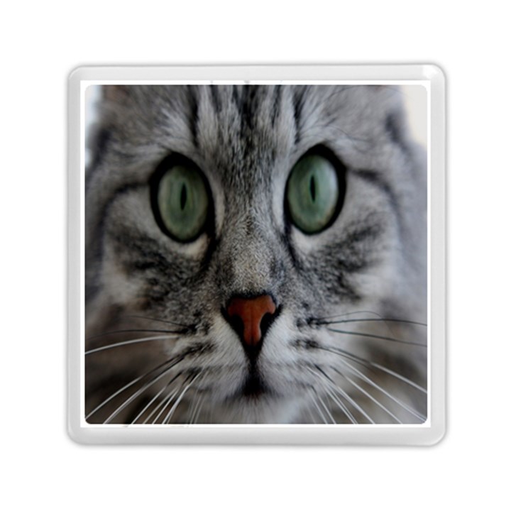 Cat Face Eyes Gray Fluffy Cute Animals Memory Card Reader (Square) 