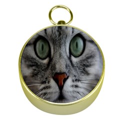 Cat Face Eyes Gray Fluffy Cute Animals Gold Compasses