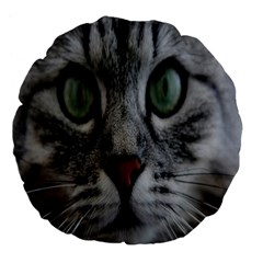 Cat Face Eyes Gray Fluffy Cute Animals Large 18  Premium Flano Round Cushions