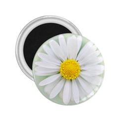 Art Daisy Flower Art Flower Deco 2 25  Magnets by Nexatart