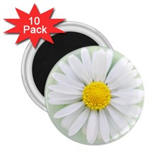 Art Daisy Flower Art Flower Deco 2 25  Magnets (10 Pack)  by Nexatart