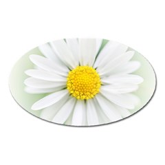 Art Daisy Flower Art Flower Deco Oval Magnet by Nexatart