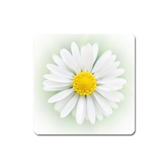 Art Daisy Flower Art Flower Deco Square Magnet by Nexatart