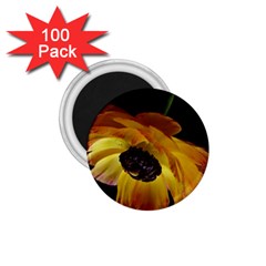 Ranunculus Yellow Orange Blossom 1 75  Magnets (100 Pack)  by Nexatart