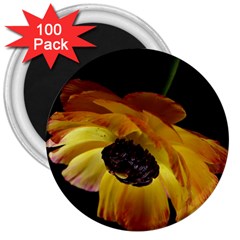 Ranunculus Yellow Orange Blossom 3  Magnets (100 Pack) by Nexatart